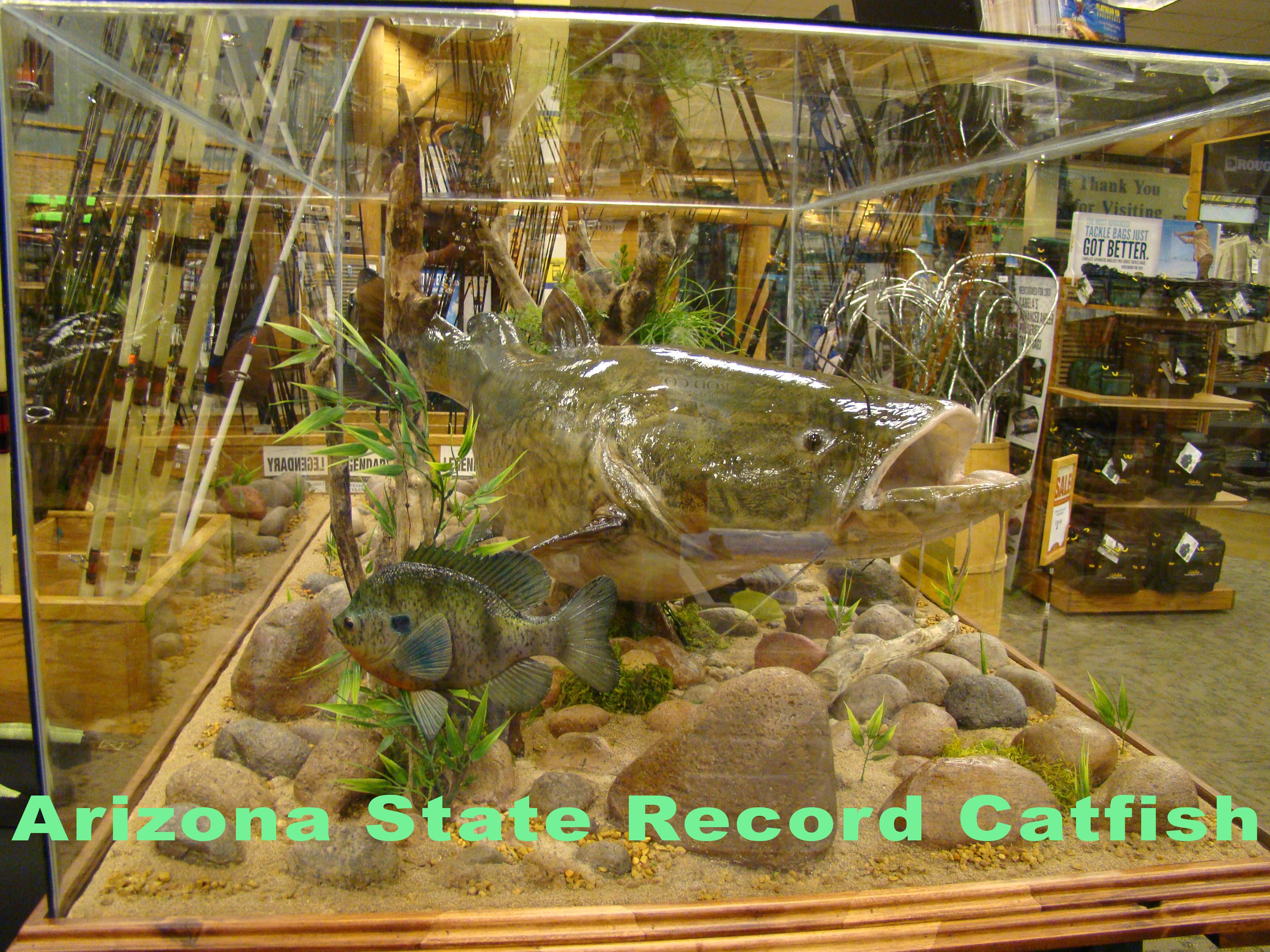 State Record Catfish