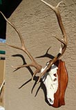 Arizona Taxidermy Elk Skull mount 